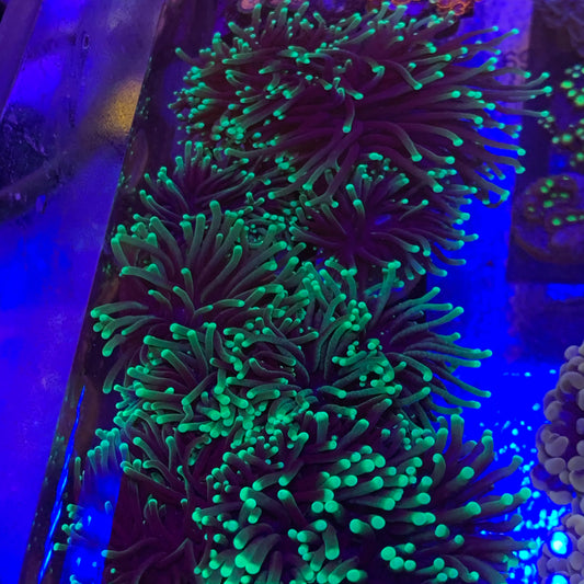 Torch Coral